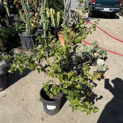 “ Zill’s Dark “ black Surinam cherry in 5gallon