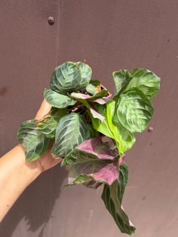 4” maranta silver band