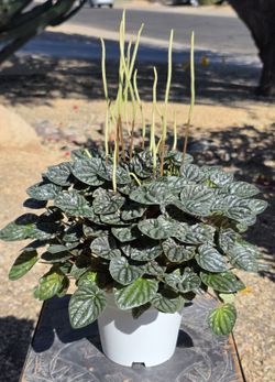Peperomia Caperata Mendoza