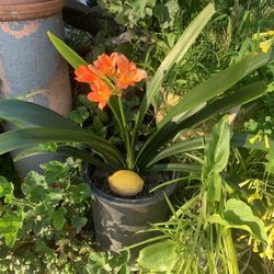 Plant Beautiful Flowers. 5 Gallon.