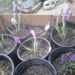 Spring Crocus Plants