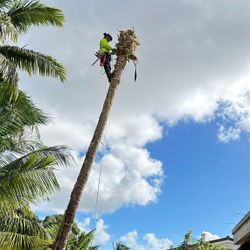 Tree Solutions ( Cortar Y Podar Árboles ) 