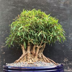 Bonsai Ficus Willow 