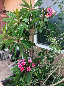 Plumeria