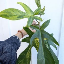 Collector's Plant: Philodendron Florida Beauty Variegated 4" Pot - Indoor House Plants 