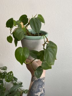 Heart Leaf Philodendron