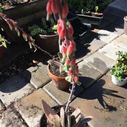 Blooming  Verigated Gasteria 