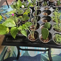 Assorted Succulents  2 Each