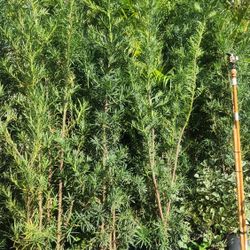 Beautiful Podocarpus Plants For Inmediate Privacy!!! Over 6 Feet Tall Measurements Over The Pot!!! Excellent Price 