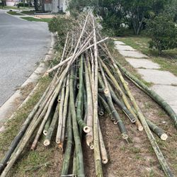 Just Cut Bamboo For Sale