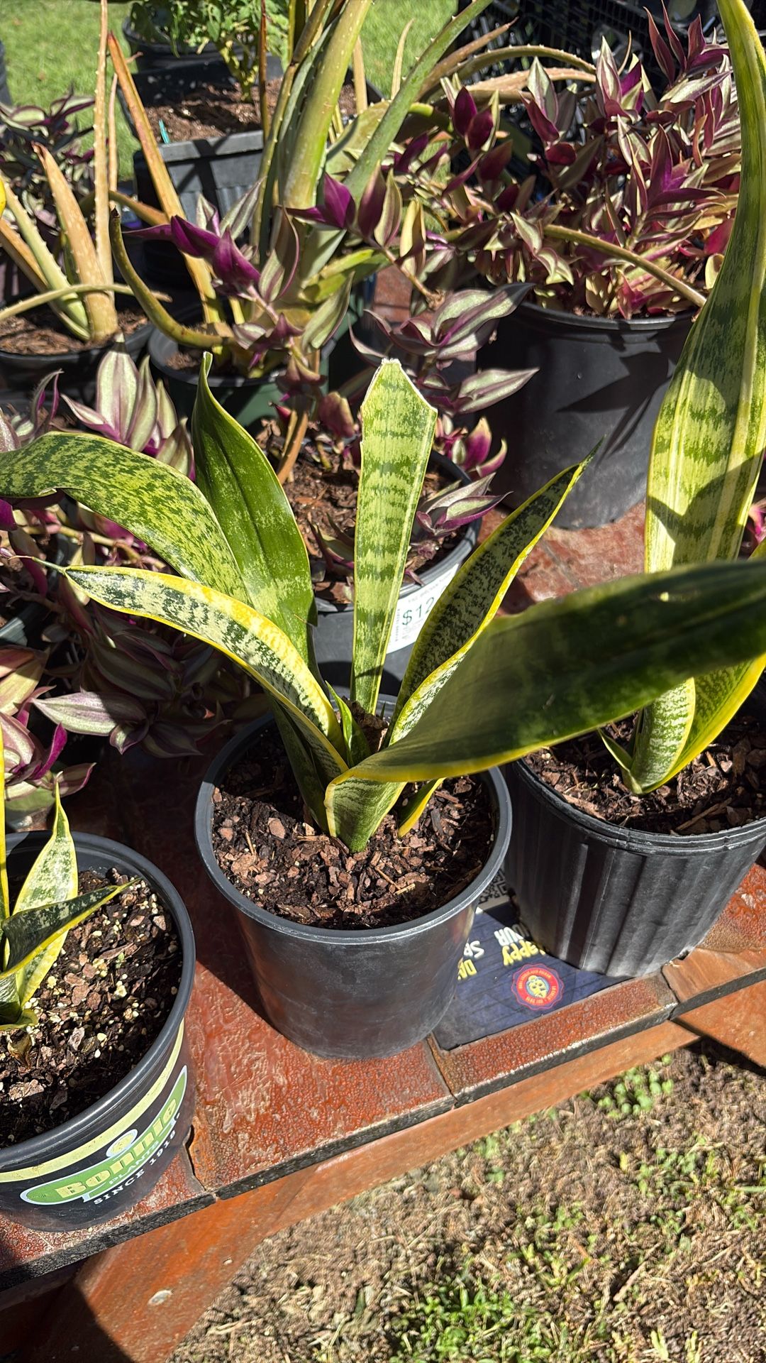 Variegated Snake plant