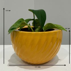 Live Pothos &. Variegated Pothos House Plants in a Swirl Orange Edible Arrangements Planter