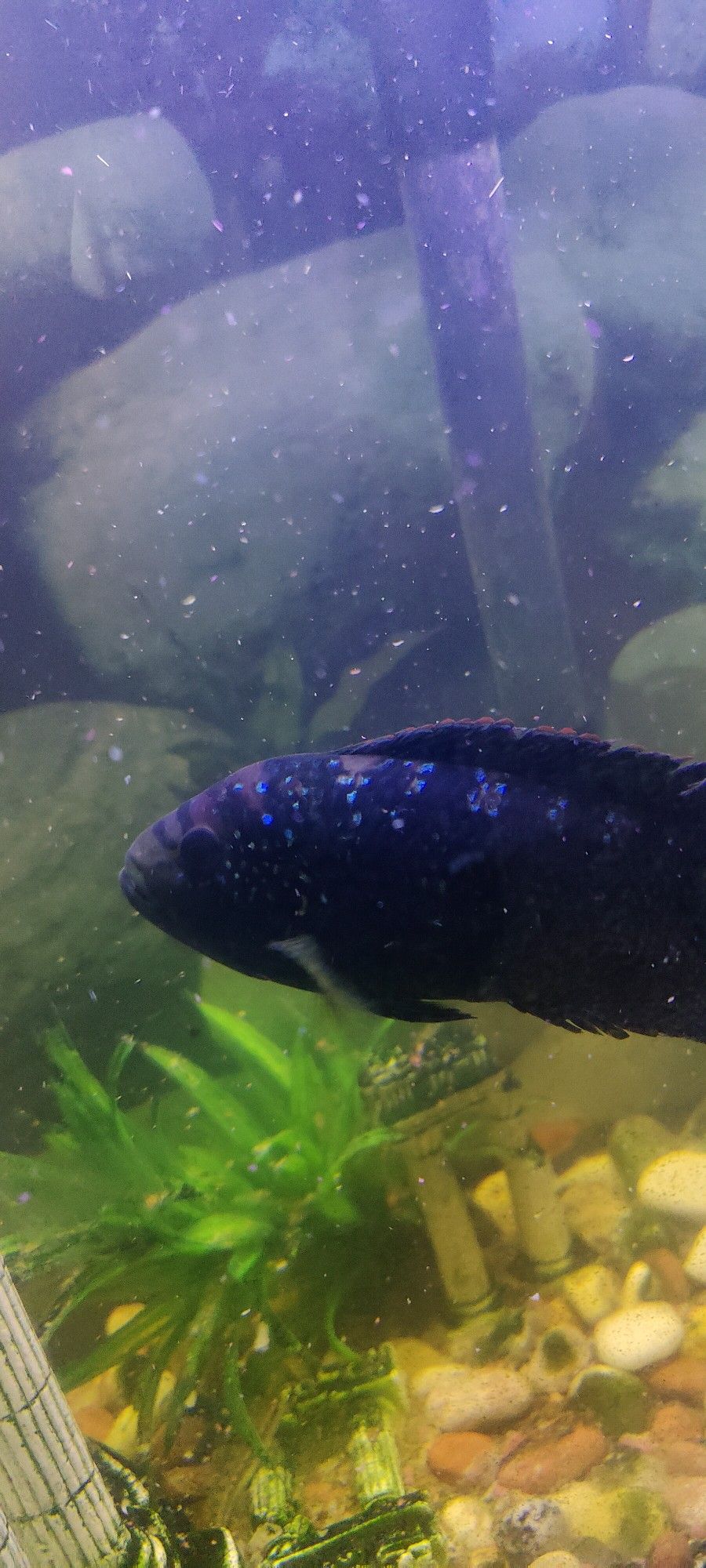 Jack Dempsey