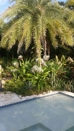 10 Giant Crinum Lilly Seedlings