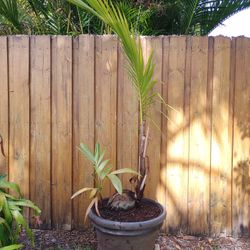Large Coconut Palm Tree