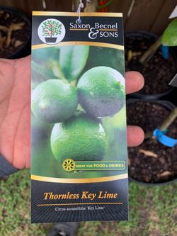 Thornless Key Lime tree