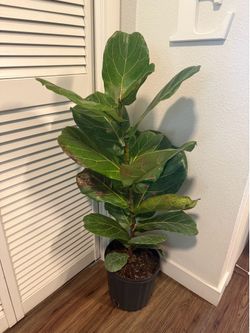 Fiddle Leaf