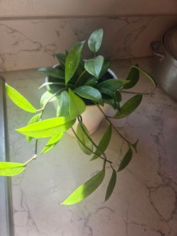 Hoya  plant