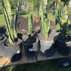 Lengua De Suegra. Snake Plant.