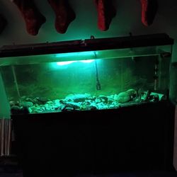60 Gal Fish Tank