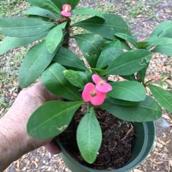 Beautiful Crown of thorn Plants