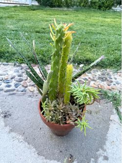 Succulent and cactus 🌵 arrangement in terracotta pot.