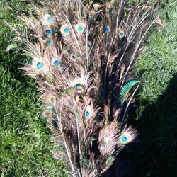 Peacock Feathers Large Bunch