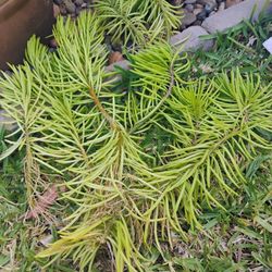 Free Cuttings And Bird Feeder