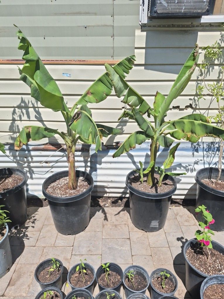 Bananas Trees Read Description