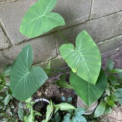 Canna Lily Plant