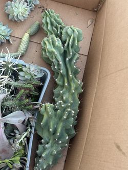 Peruvianus Cereus Monstrose