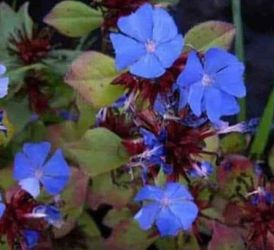 Pretty Royal Blue Perennial Plants