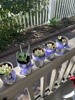 Succulents $1 Each 