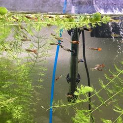 Aquarium Guppy Decor