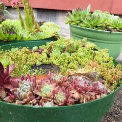 Mini SEDUM Garden(s)
