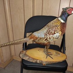 Taxidermy Mounts Pheasant Grouse And Coyote 