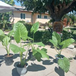 Beautiful Elephant Ear Plants 