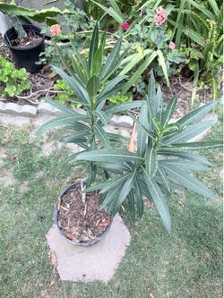Oleander (Laurel) plant