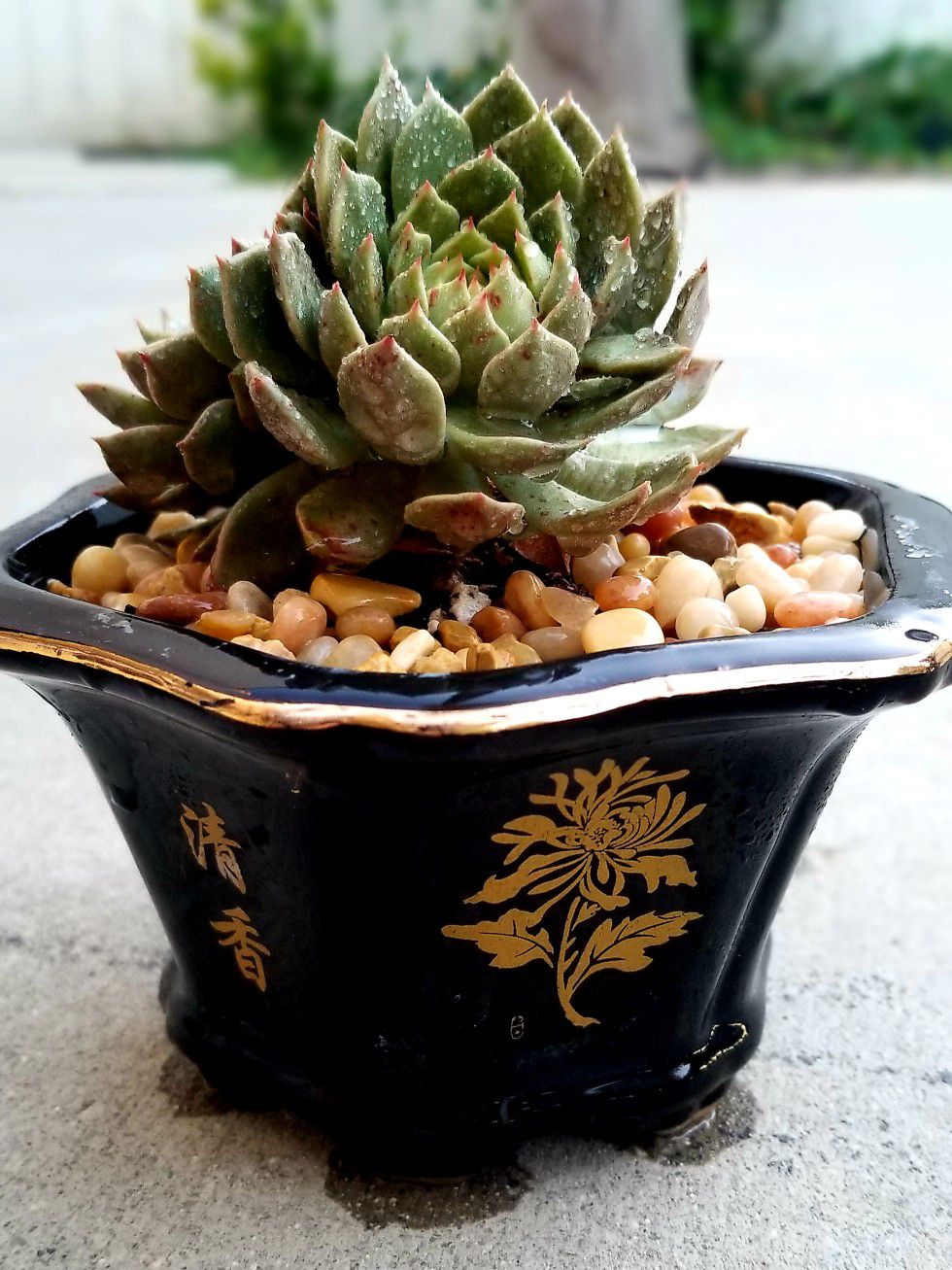 Succulent in vintage Chinese pot.