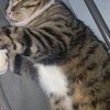 PaintedCat Meow