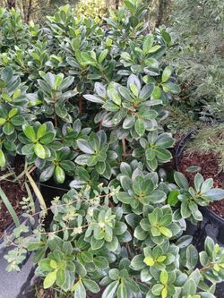Green island ficus shrubs on sale now $16