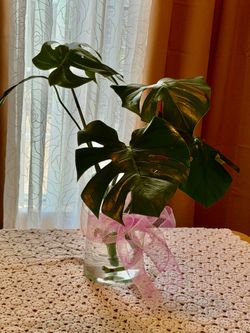 Beautiful Monstera Natural plant in vase 10.5” tall