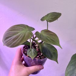 Philodendron Camposportoanum Plant With Multiple Vines In The Pot