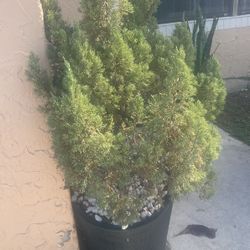 2 Potted Plants /tree