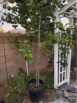 15 gallon Persian White Mulberry tree