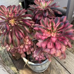 Medusa Pink Succulent 