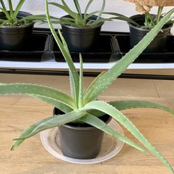 Aloe Plants