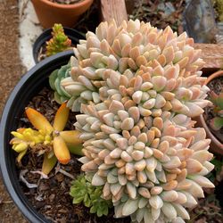 Succulents For Sake