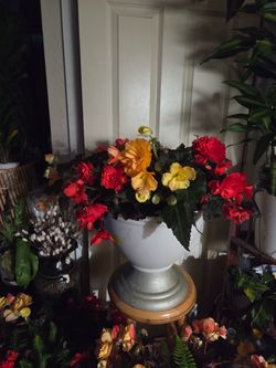 Beautiful begonias