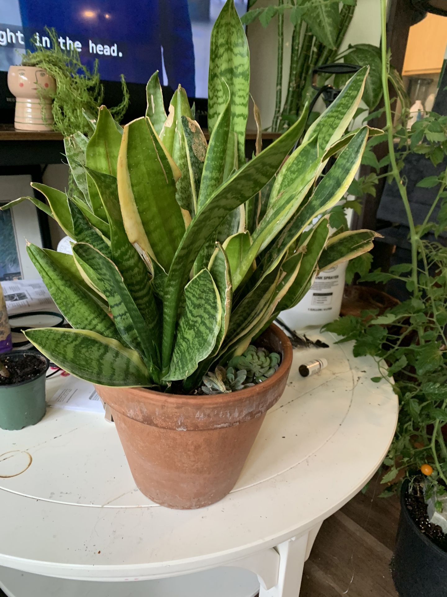 Snake Plant Terracotta Pot
